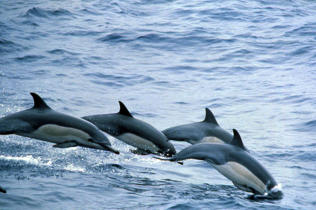 Common Dolphin Group-Bob Pitman