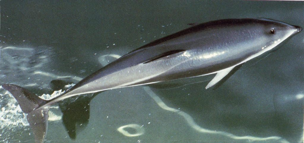 Dusky Dolphin-Bob Pitman