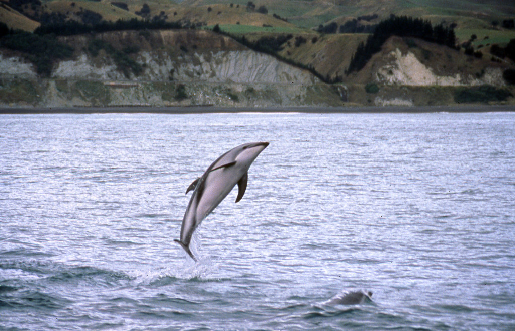 Dusky Dolphin-Steve Leatherwood