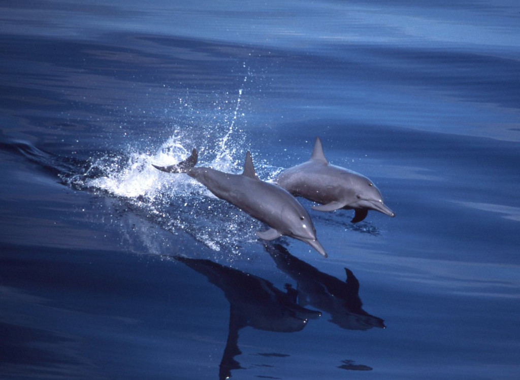 ETP Spinner Dolphins-Scott Sinclair