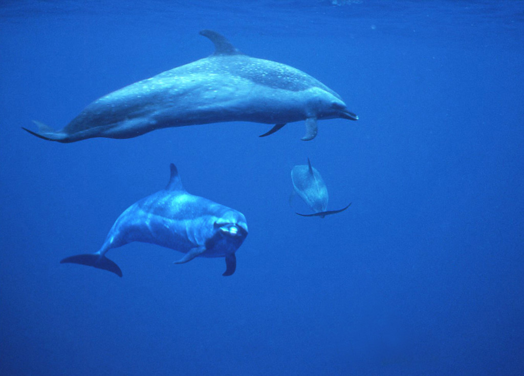 ETP Spotted Dolphins2-Birgit Winning