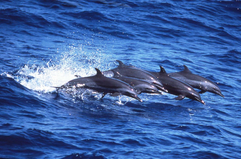 Pan-tropical Spotted Dolphins/photo: Bob Pitman