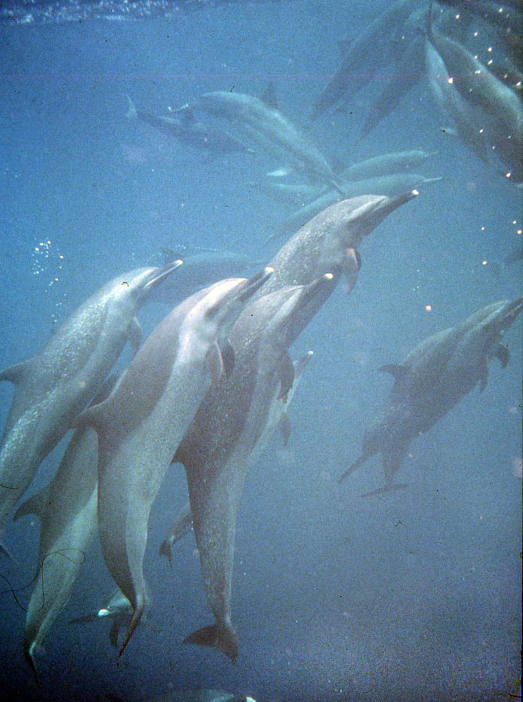 Eastern Tropical Pacific Spotted Dolphins-Bob Talbot
