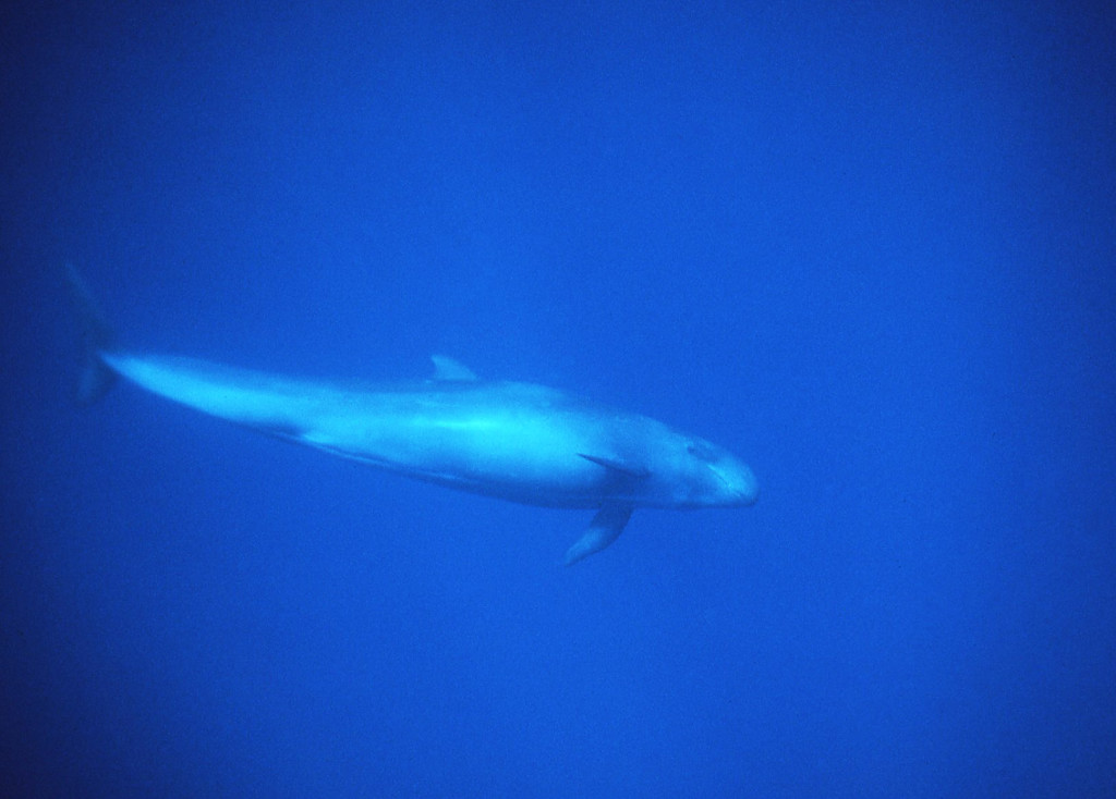 False Killer Whale-Jim Watt