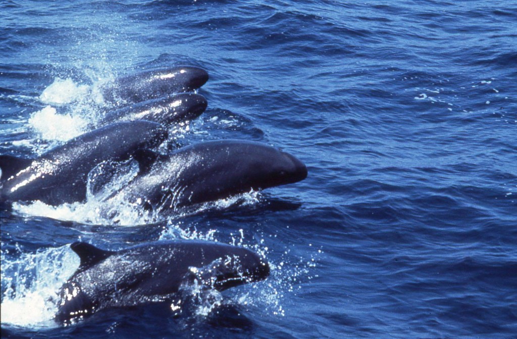 False Killer Whales-Bob Pitman