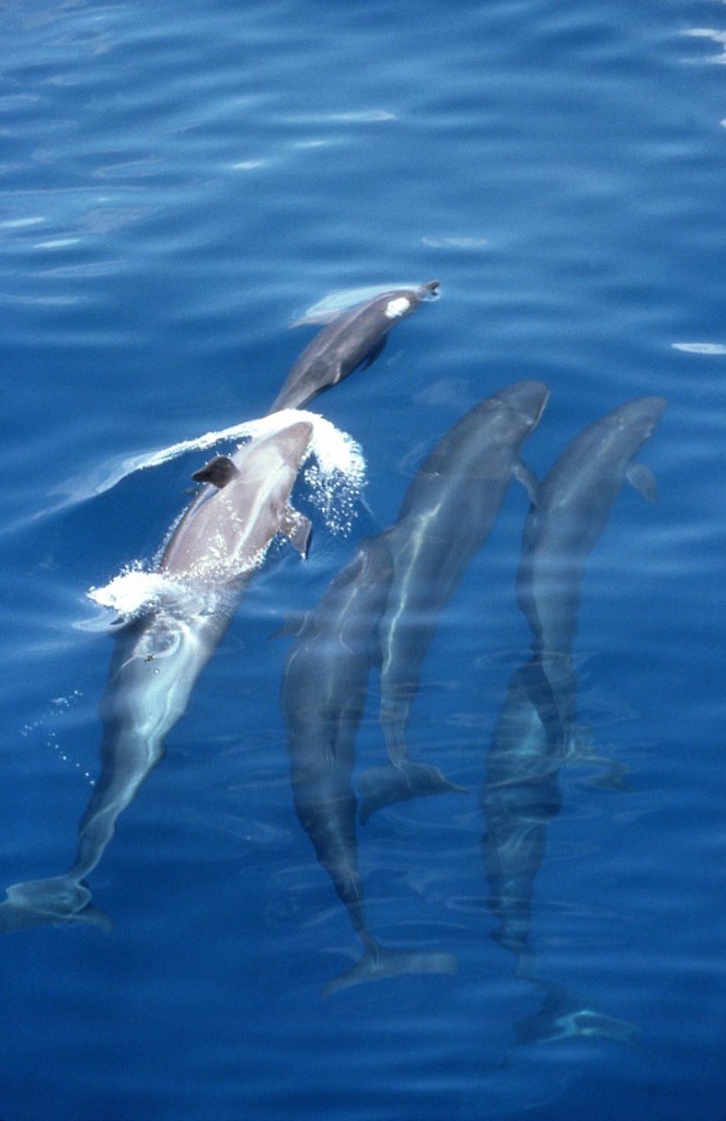 False Killer Whales & Spotted Dolphin-Bob Pitman