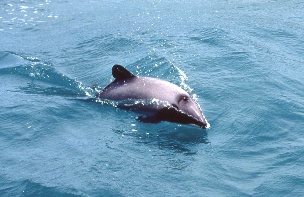 Hector's Dolphin 3-Bob Pitman