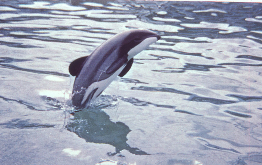 Hector's Dolphin-Ronn Allen