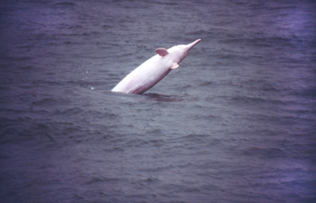 Atlantic Humpback DolphinBob Pitman