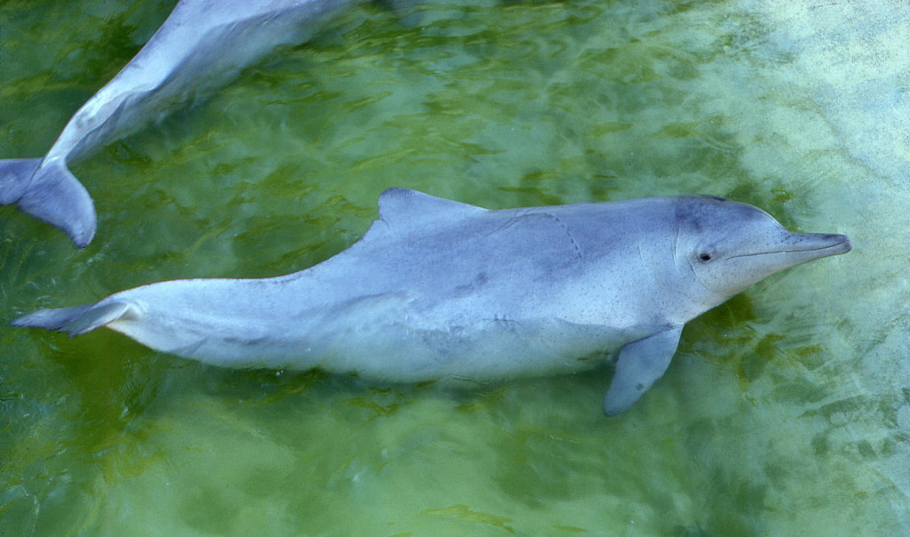 Indo-Pacific Humpback Dolphin-William Dawbin