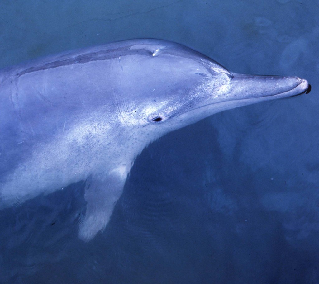 Indo-Pacific Humpback Dolphin-Grant Abel