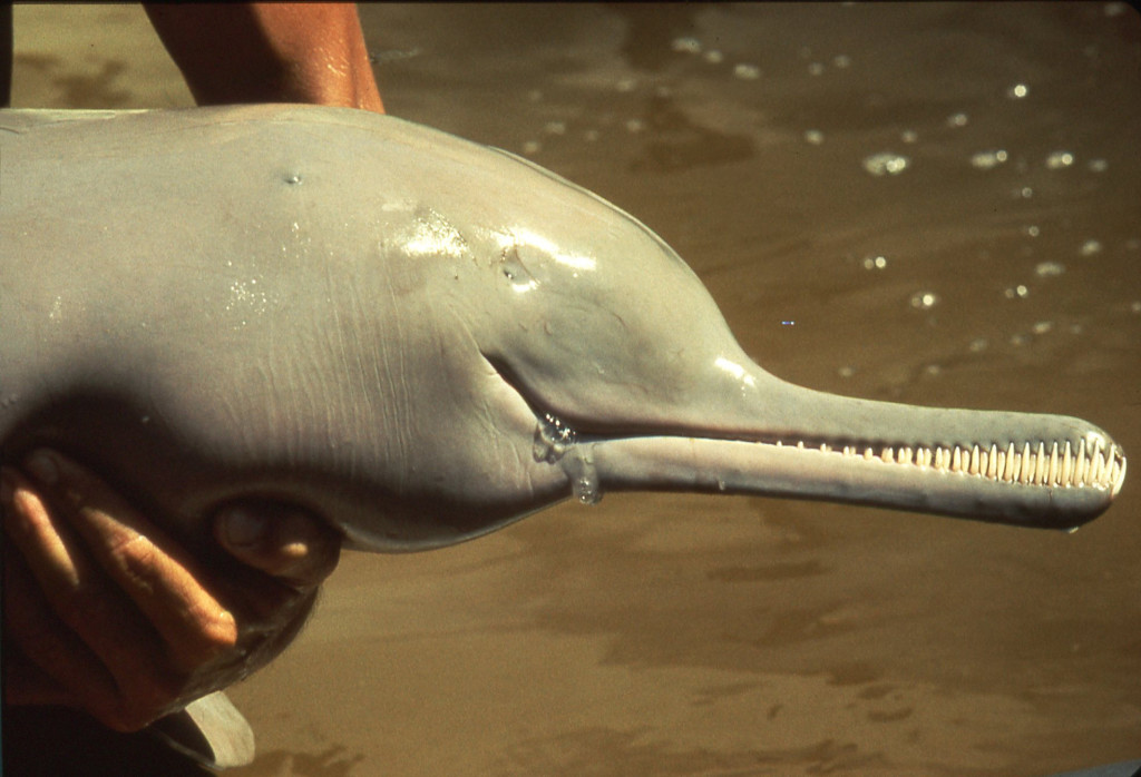 Indus River Dolphin-Ted Stephenson
