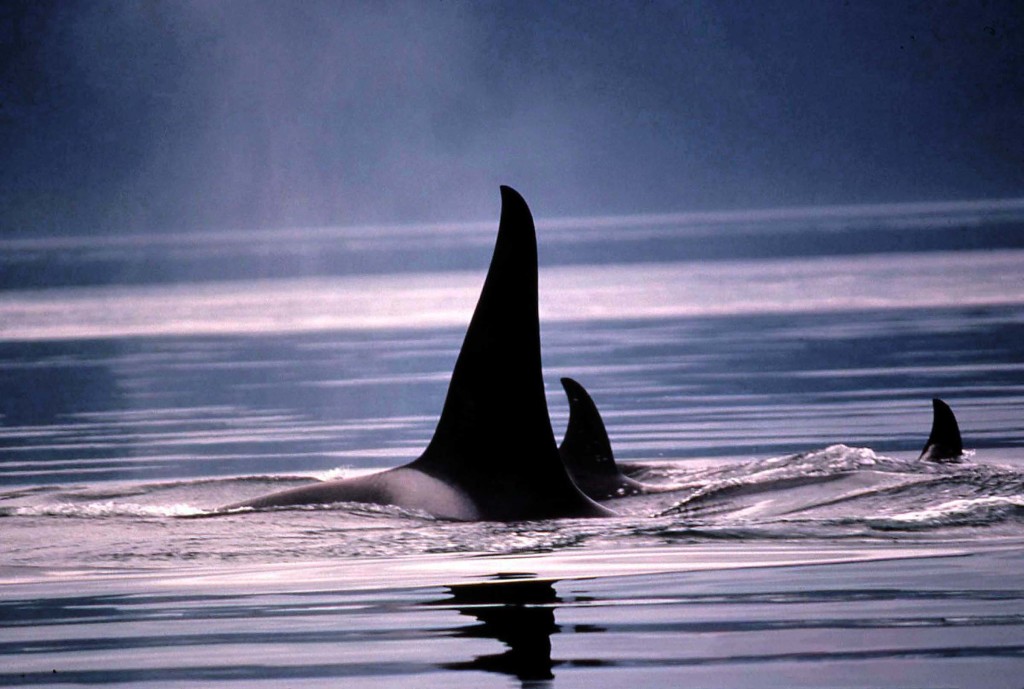 Killer Whale Dorsal Fins-Steve Leatherwood
