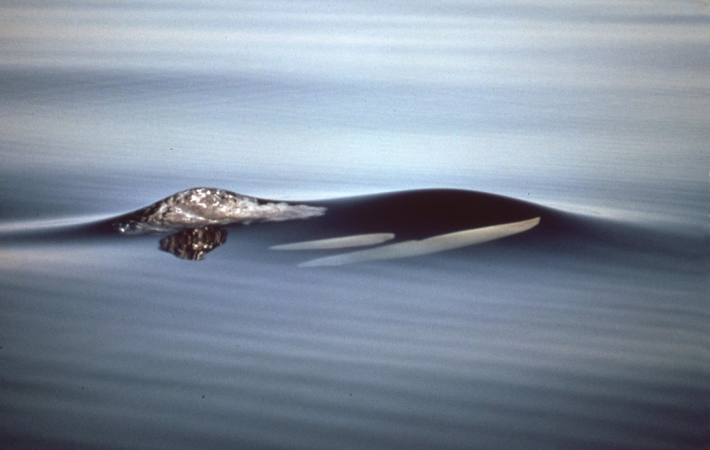 Killer Whale Surfacing-Ken Balcomb
