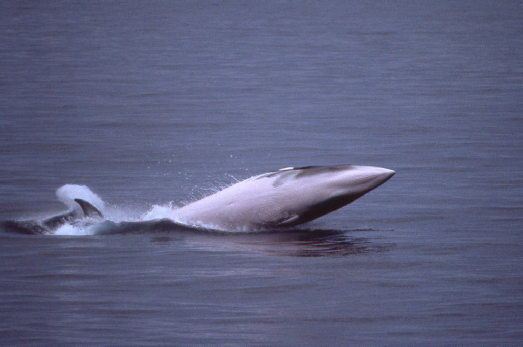 Minke Whale Breach-Bob Pitman