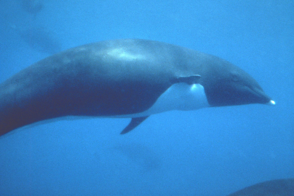 N. Right Whale Dolphin Underwater-Bob Pitman