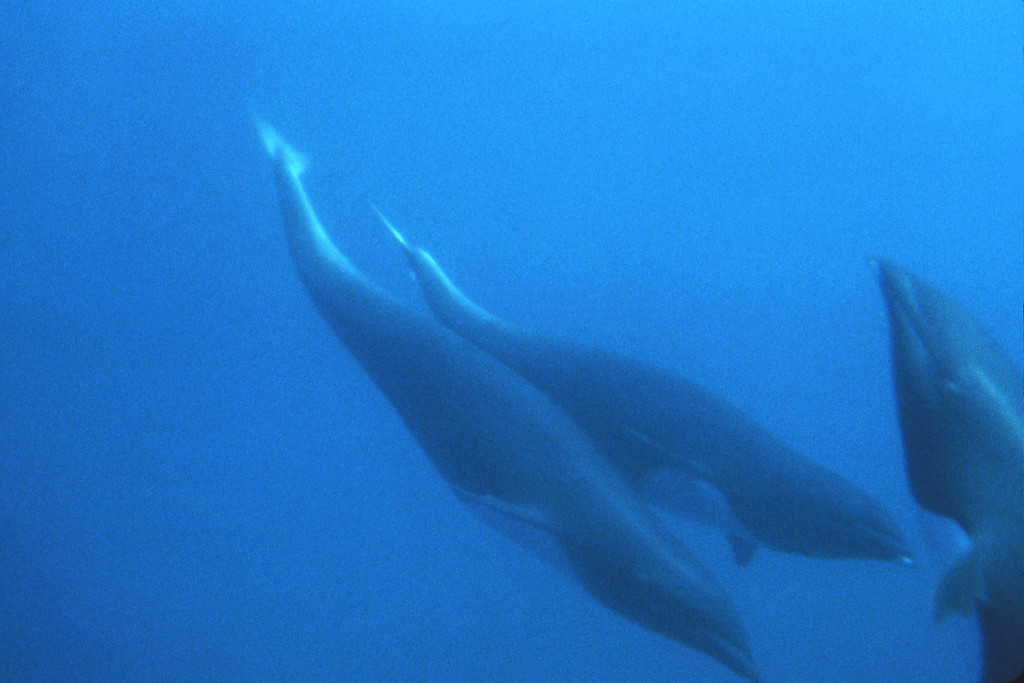 Northern Right Whale Dolphins-Bob Pitman