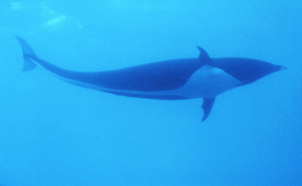 NorthernRight Whale Dolphin 2-Bob Pitman