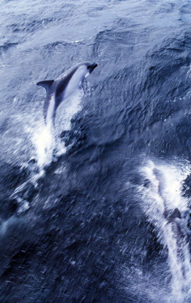 Peale's Dolphin-Birgit Winning