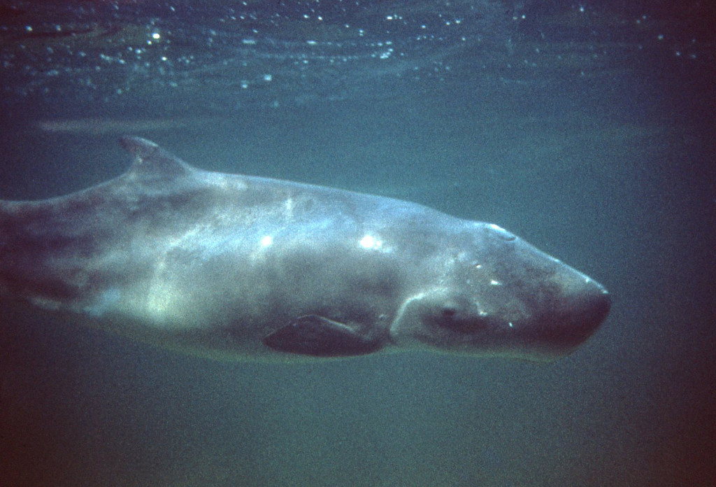 Pygmy Sperm Whale-David Caldwell