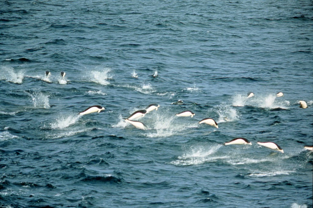 Southern Right Whale Dolphins-Steve Leatherwood