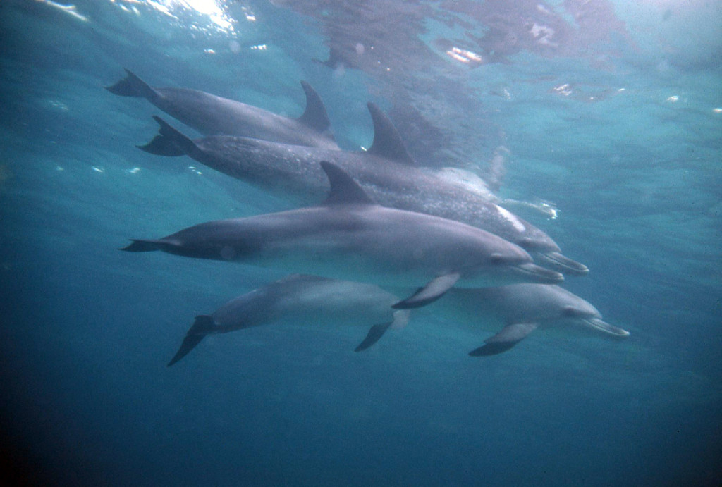 Spotted Dolphins-Birgit Winning