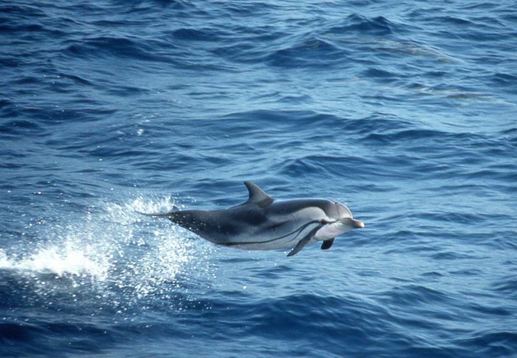 Striped Dolphin-Bob Pitman
