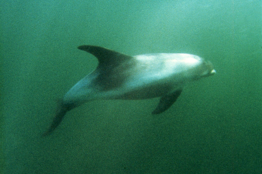White-beak Dolphin-Lee Tepley
