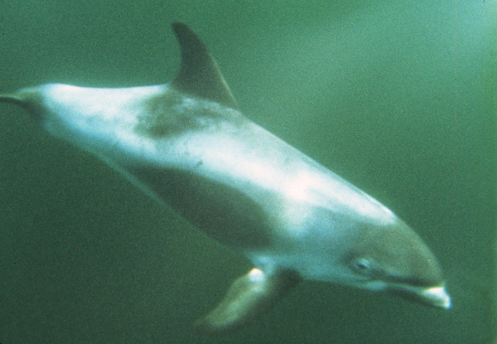 White-beaked Dolphin 2-Lee Tepley