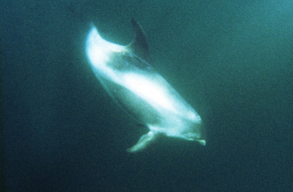 Whitebeak Dolphin-Lee Tepley
