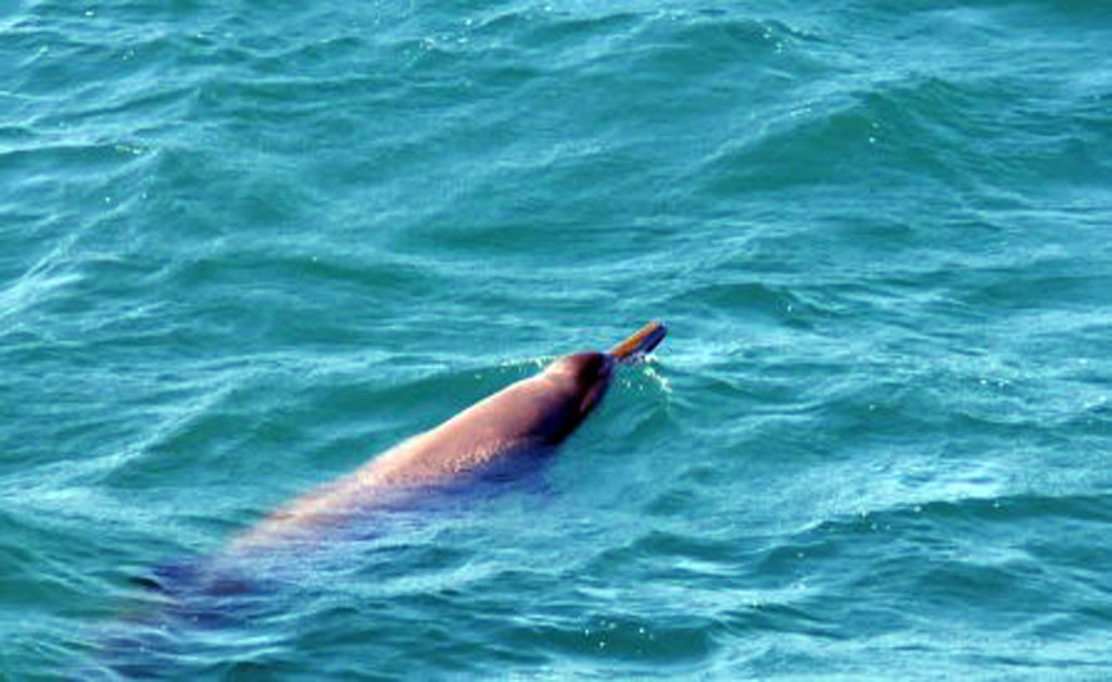 Sowerby's Beaked Whale/photo: NOAA
