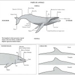 Introduction (continued) – A Complete Guide to Whales, Dolphins And ...