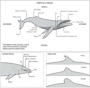 Introduction (continued) – A Complete Guide to Whales, Dolphins And ...