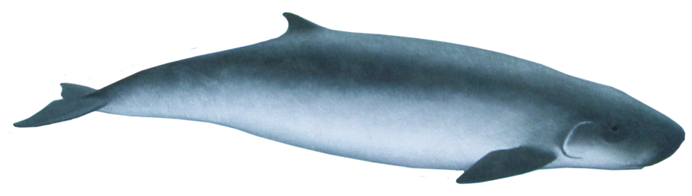 Pygmy Sperm Whale – A Complete Guide to Whales, Dolphins And Porpoises