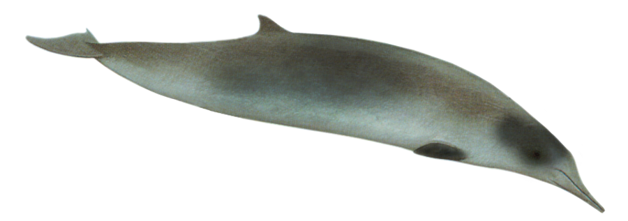 Spade-toothed-Beaked-Whale