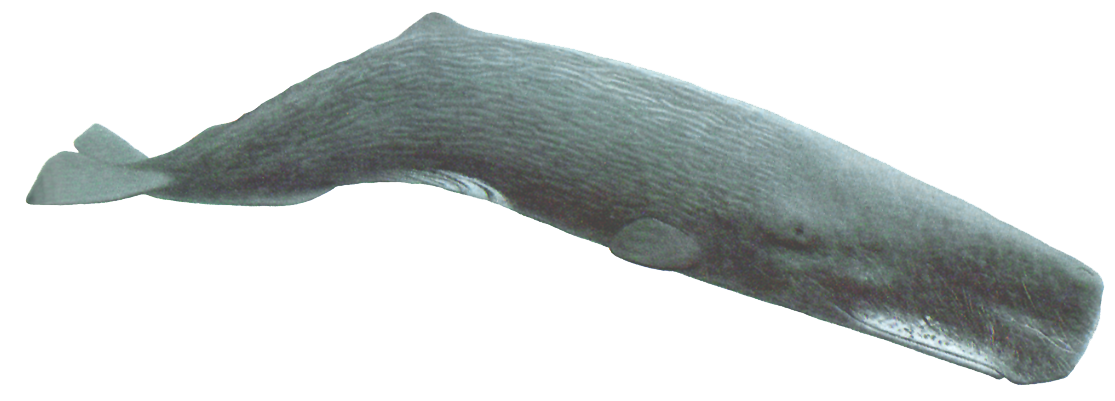 Sperm Whale 600