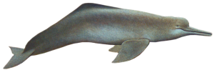 Freshwater Dolphin