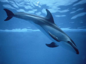 Pacific-Whitesided-Dolphin-Stan-Minasian