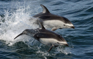 Pacific_white-sided_dolphins_(Lagenorhynchus_obliquidens)_NOAA