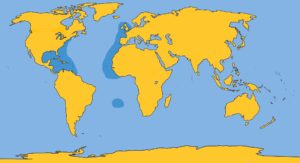 Gervais Beaked WHale Map