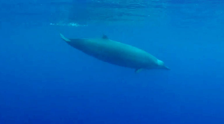 True’s Beaked Whales photos – A Complete Guide to Whales, Dolphins And ...